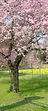 Kirschbaumblüte im Schlossgarten