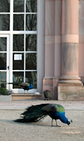 Pfau im Schlossgarten